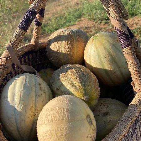 Vanni Privlaka (Zadar)