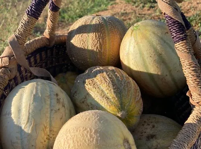 Vanni Privlaka (Zadar)