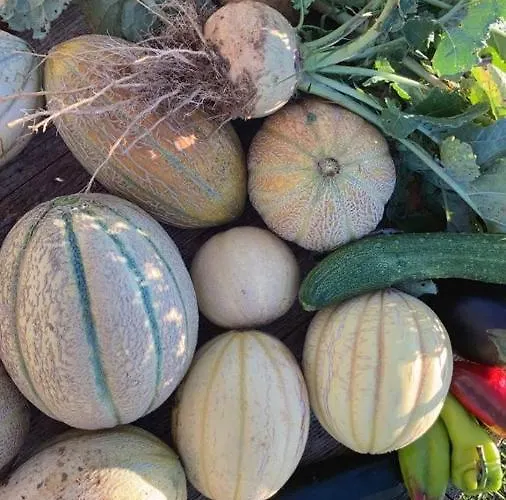 Vanni פריבלאקה